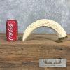 Carved Hippopotamus Tooth Safari Decor For Sale - Image 3