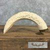 Carved Hippopotamus Tooth Safari Decor For Sale - Image 2