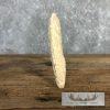 Carved Hippopotamus Tooth Safari Decor For Sale - Image 12