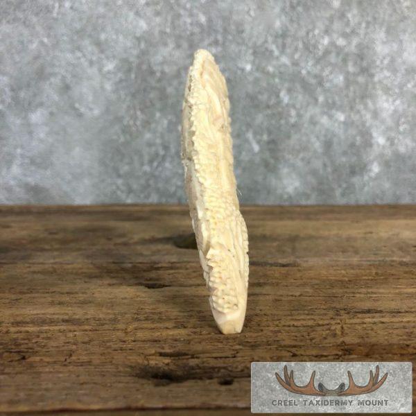 Carved Hippopotamus Tooth Safari Decor For Sale - Image 12
