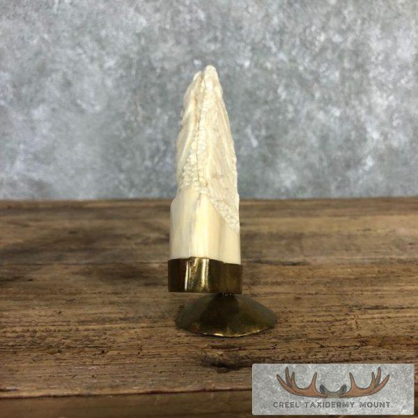 Carved Hippopotamus Tooth Safari Decor For Sale - Image 11