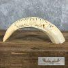 Carved Hippopotamus Tooth Taxidermy Mount For Sale - Image 10