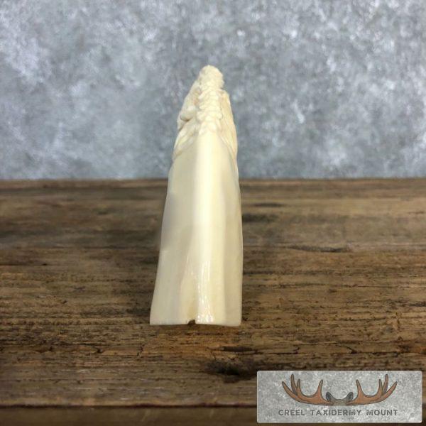 Carved Hippopotamus Tooth Taxidermy Mount For Sale - Image 9
