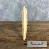 Carved Hippopotamus Tooth Taxidermy Mount For Sale - Image 5