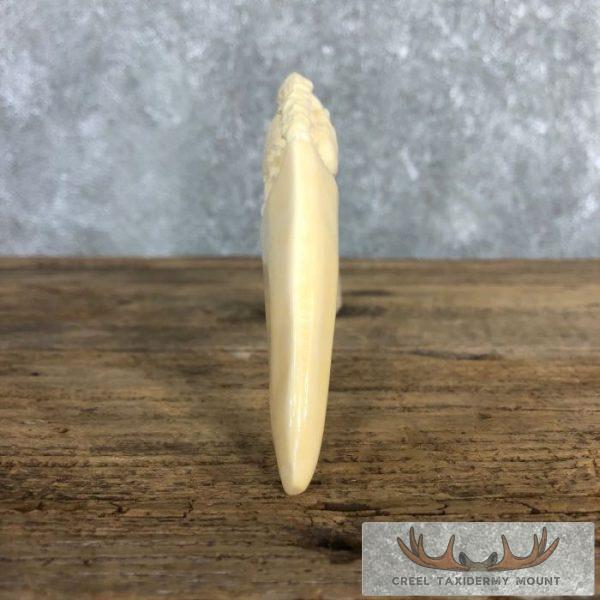 Carved Hippopotamus Tooth Taxidermy Mount For Sale - Image 5