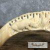 Carved Hippopotamus Tooth Taxidermy Mount For Sale - Image 4