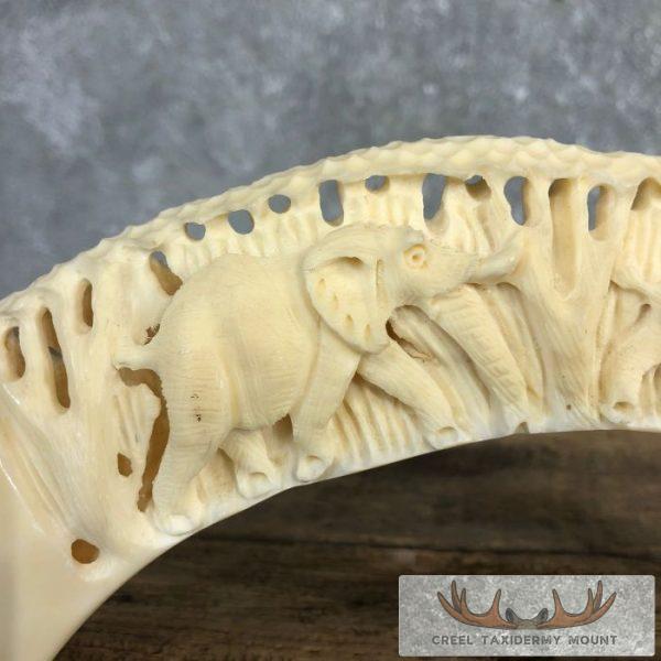 Carved Hippopotamus Tooth Taxidermy Mount For Sale - Image 7