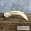 Carved Warthog Tooth Safari Decor For Sale - Image 2
