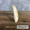 Carved Warthog Tooth Safari Decor For Sale - Image 6