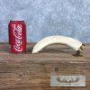 Carved Warthog Tooth Safari Decor For Sale - Image 3