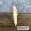 Carved Hippopotamus Tooth Taxidermy Mount For Sale - Image 9