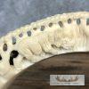 Carved Hippopotamus Tooth Taxidermy Mount For Sale - Image 7