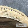 Carved Hippopotamus Tooth Taxidermy Mount For Sale - Image 8