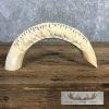 Carved Hippopotamus Tooth Safari Decor For Sale - Image 2