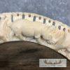 Carved Hippopotamus Tooth Safari Decor For Sale - Image 5