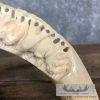 Carved Hippopotamus Tooth Safari Decor For Sale - Image 6