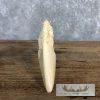 Carved Hippopotamus Tooth Taxidermy Mount For Sale - Image 8