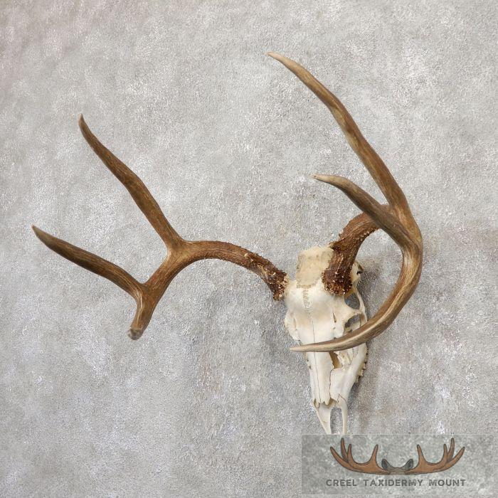 Hybrid Whitetail Mule Deer Skull European Taxidermy Mount For Sale - Image 2