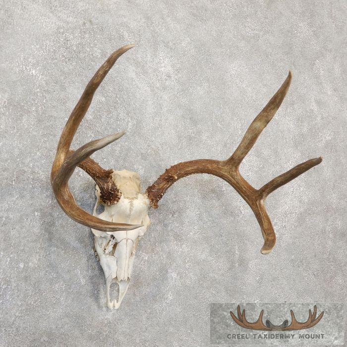 Hybrid Whitetail Mule Deer Skull European Taxidermy Mount For Sale - Image 3
