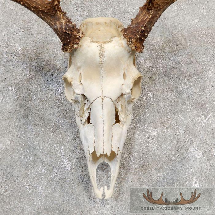 Hybrid Whitetail Mule Deer Skull European Taxidermy Mount For Sale - Image 4