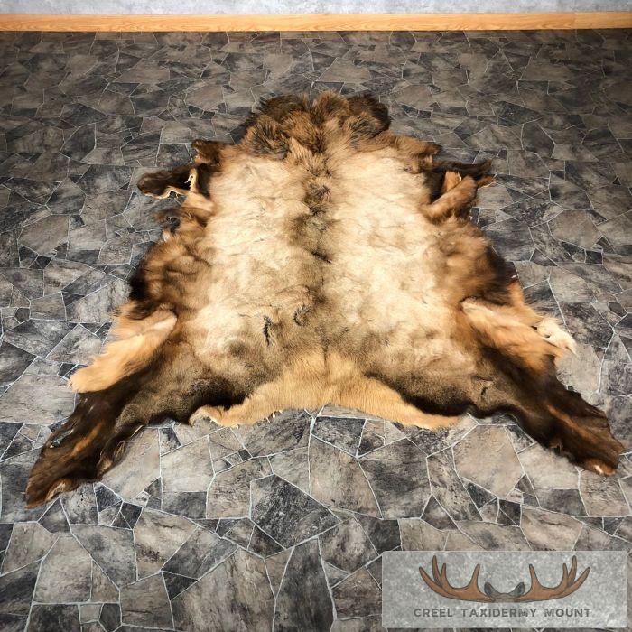 Elk Hide Taxidermy Hide For Sale - Image 2