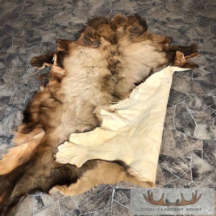 Elk Hide Taxidermy Hide For Sale - Image 4