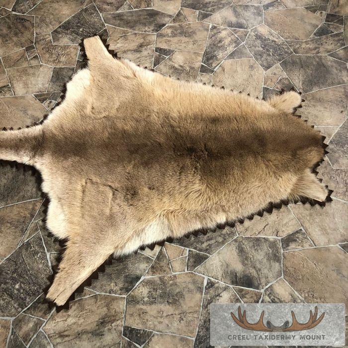 Wallaby Taxidermy Rug For Sale - Image 2