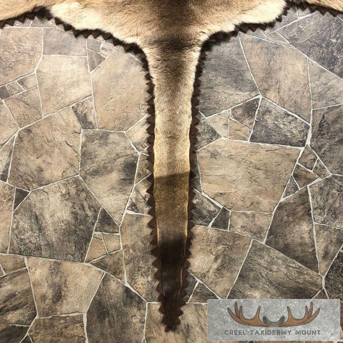 Wallaby Taxidermy Rug For Sale - Image 6