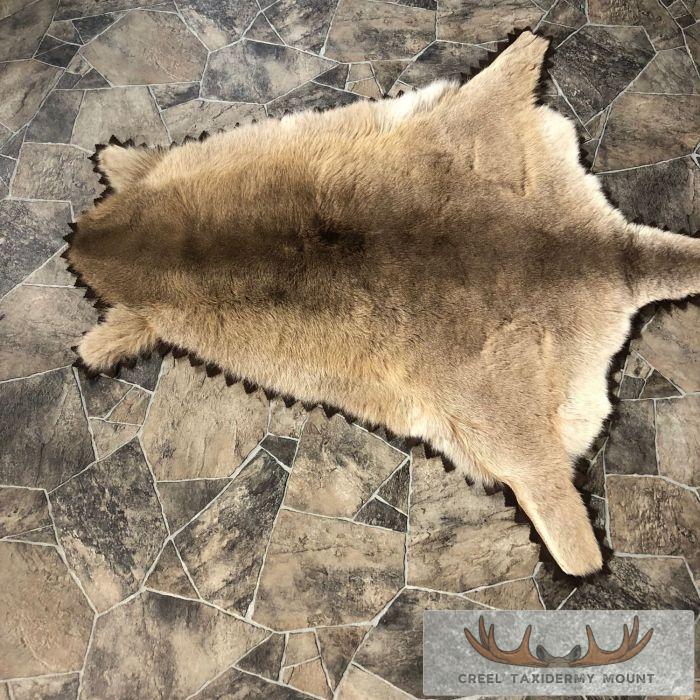 Wallaby Taxidermy Rug For Sale - Image 3