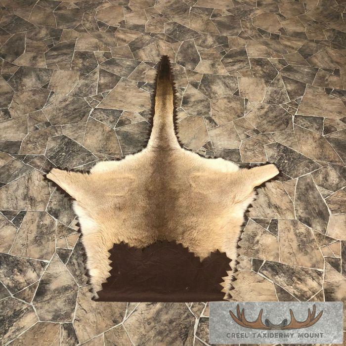 Wallaby Taxidermy Rug For Sale - Image 5