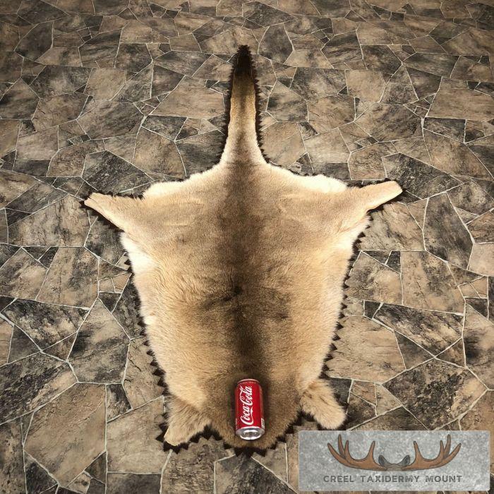 Wallaby Taxidermy Rug For Sale - Image 4