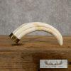 Scrimshaw Warthog Tooth Safari Decor For Sale - Image 2