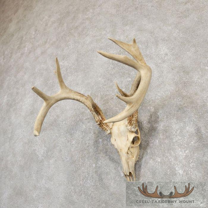 Whitetail Deer Skull European Taxidermy Mount For Sale - Image 3