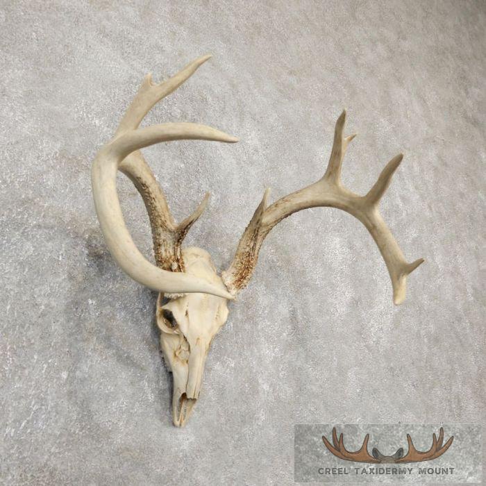 Whitetail Deer Skull European Taxidermy Mount For Sale - Image 2