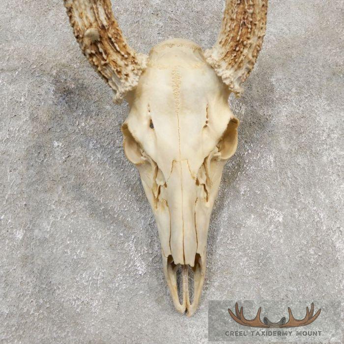 Whitetail Deer Skull European Taxidermy Mount For Sale - Image 4