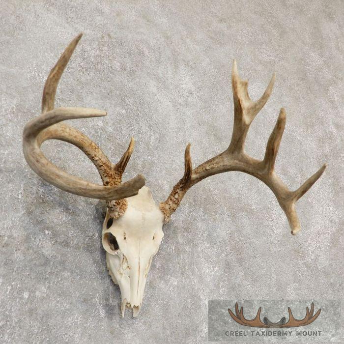 Whitetail Deer Skull European Taxidermy Mount For Sale - Image 2