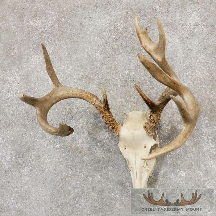 Whitetail Deer Skull European Taxidermy Mount For Sale - Image 3