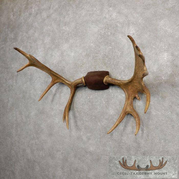 Yakutia Moose Antler Taxidermy Plaque For Sale - Image 3