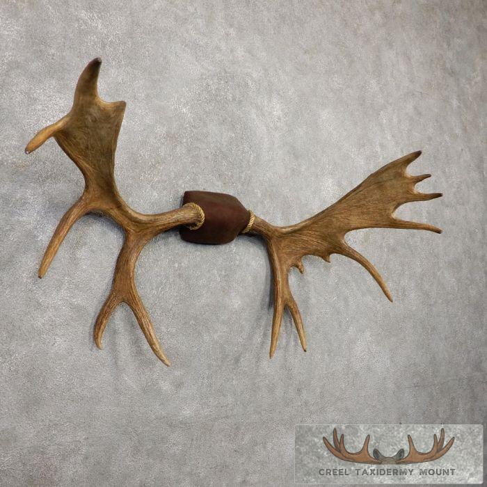 Yakutia Moose Antler Taxidermy Plaque For Sale - Image 2