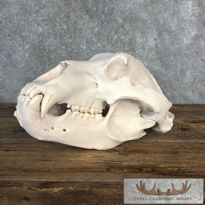 Kodiak Brown Bear Full Skull For Sale