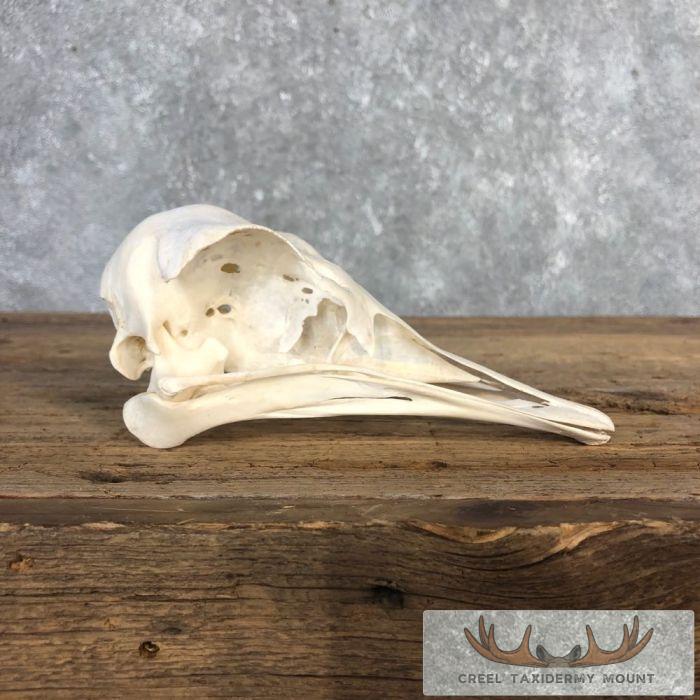 Ostrich Full Skull For Sale - Image 4