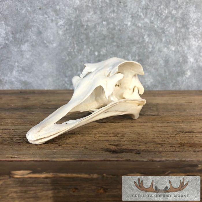 Ostrich Full Skull For Sale - Image 2