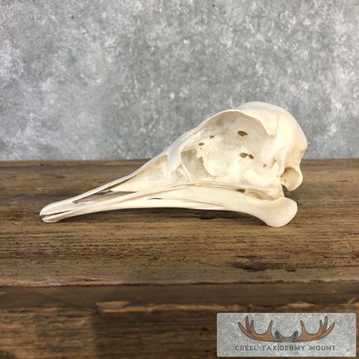 Ostrich Full Skull For Sale - Image 3