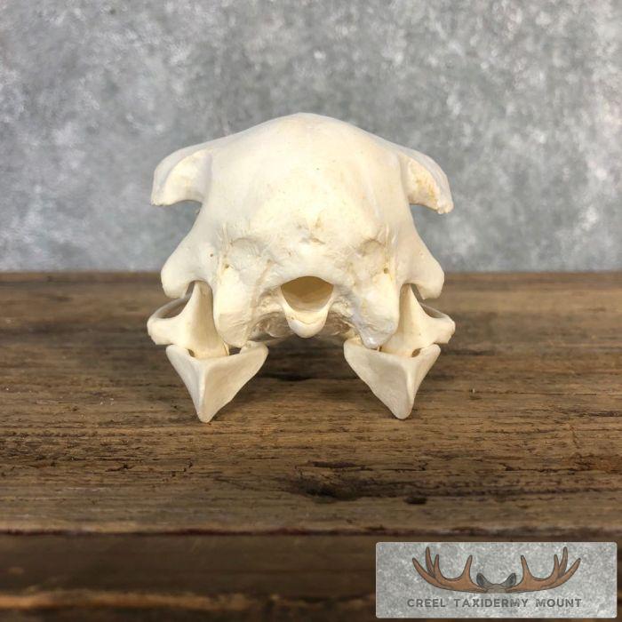 Ostrich Full Skull For Sale - Image 6