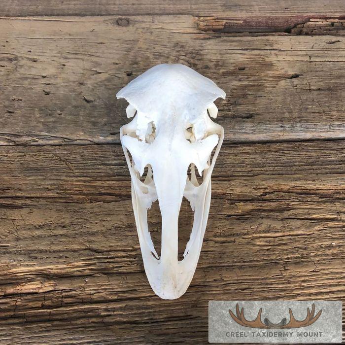 Ostrich Full Skull For Sale - Image 7
