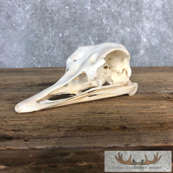 Ostrich Full Skull For Sale
