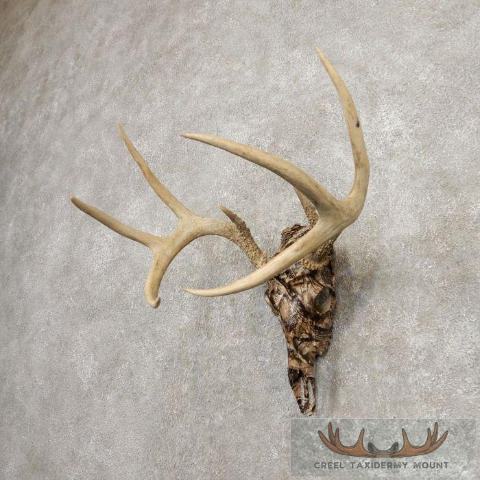 Whitetail Deer Reproduction Skull European Taxidermy Mount For Sale - Image 2