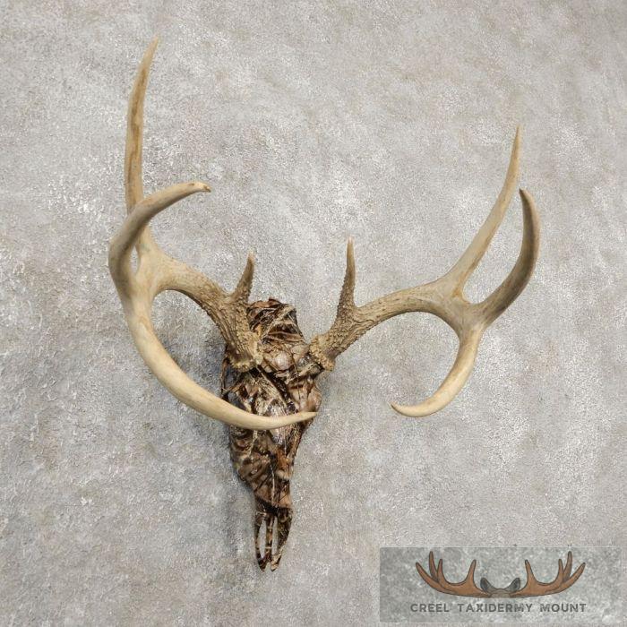 Whitetail Deer Reproduction Skull European Taxidermy Mount For Sale - Image 3