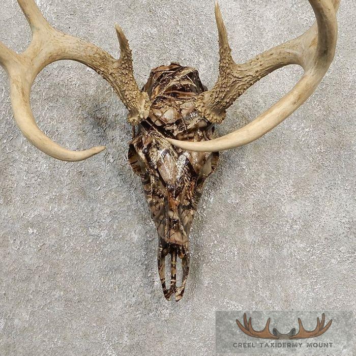 Whitetail Deer Reproduction Skull European Taxidermy Mount For Sale - Image 4