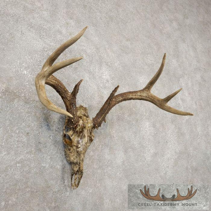 Whitetail Deer Reproduction Skull European Taxidermy Mount For Sale - Image 3